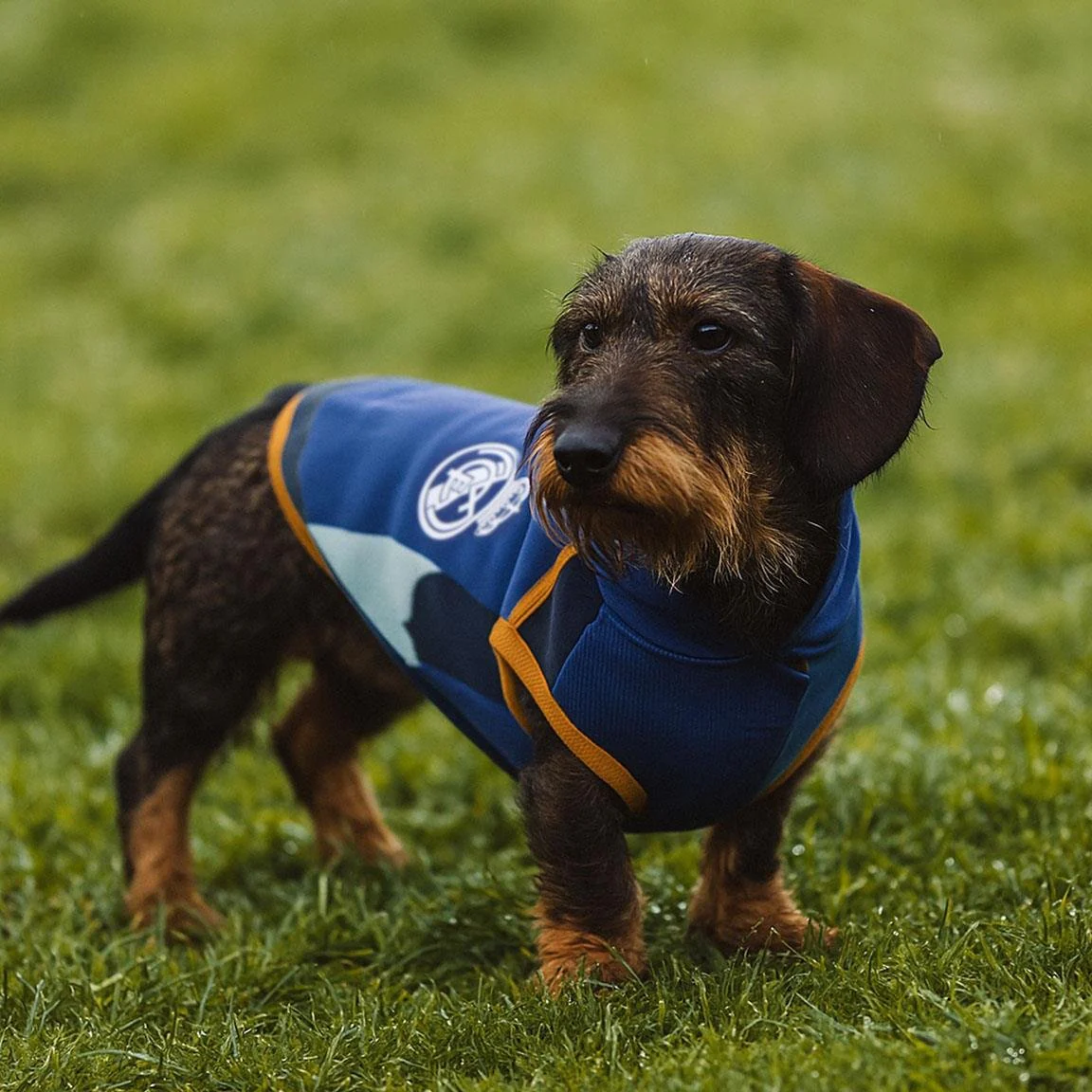 Dog Polar Fleece Sweater Blue - Image 3