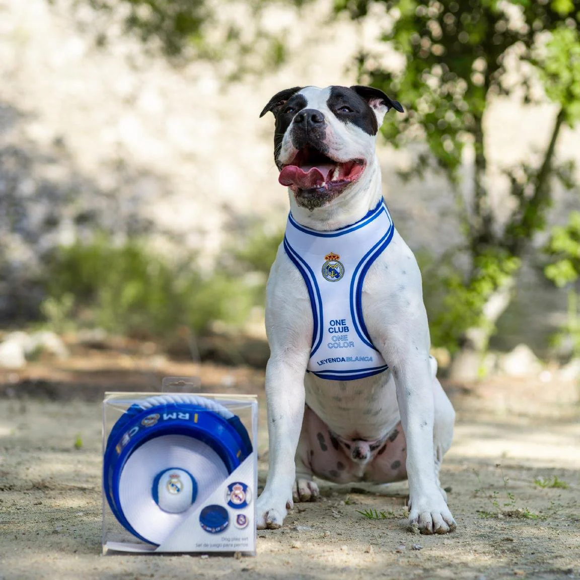 Blue Pet Welcome Set - Image 2